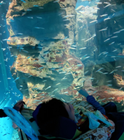 3階デイ遠足~海遊館~-5