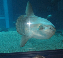 3階デイ遠足~海遊館~-7